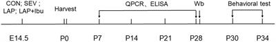 The impact of maternal anti-inflammatory drugs on surgical anesthesia-induced neuroinflammation and cognitive impairment in offspring mice